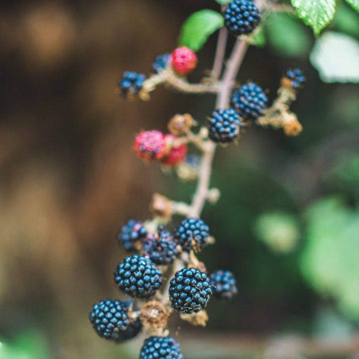 big-dodzy-XOdwyDNrMFI-unsplash