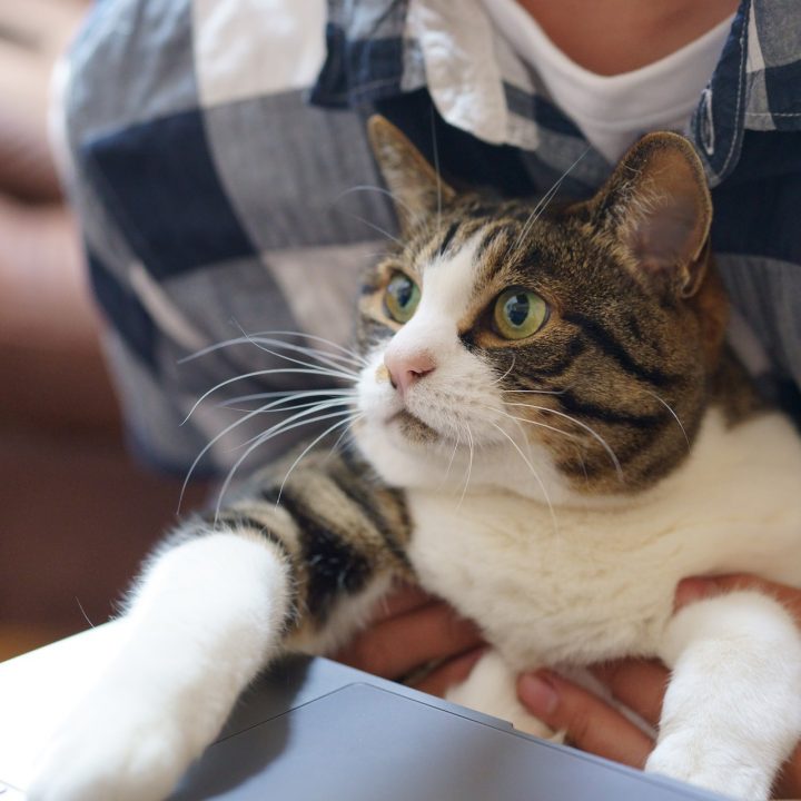 cat-5331883_1920