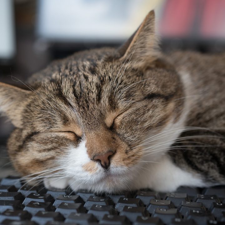 cat-6081015_1920